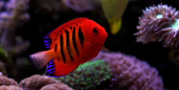 Tank Landscape for Flame Angelfish