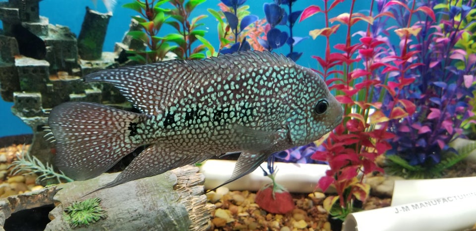 Texas Cichlid Tank Size and Specifications