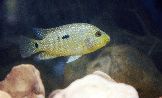 Texas Cichlid Care Guide