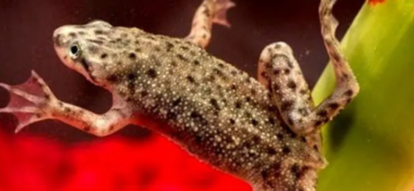 African Dwarf Frog Behavior And Temperament