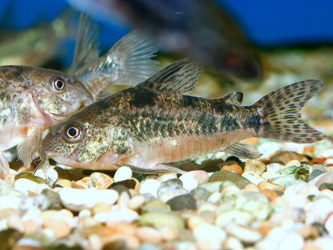 Peppered Cory