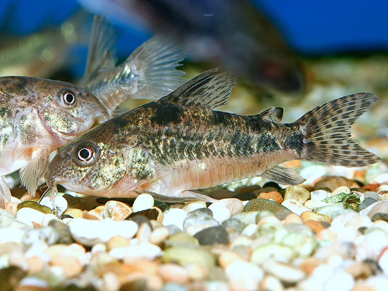 Peppered Cory Face Off With Other Corys The Aquarium Guide