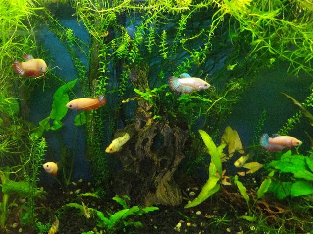 betta sorority