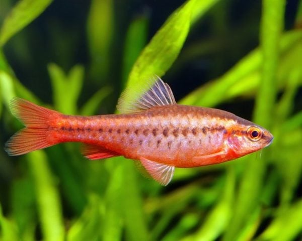 cherry barb image