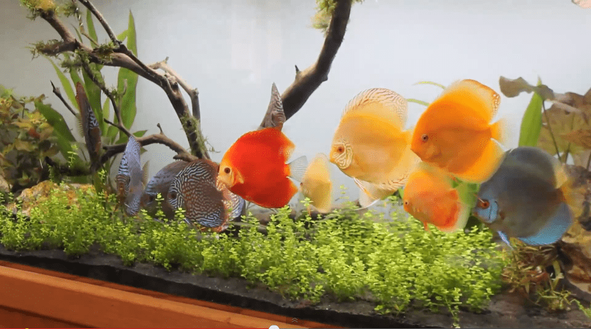 Discus Aquascape Ideas