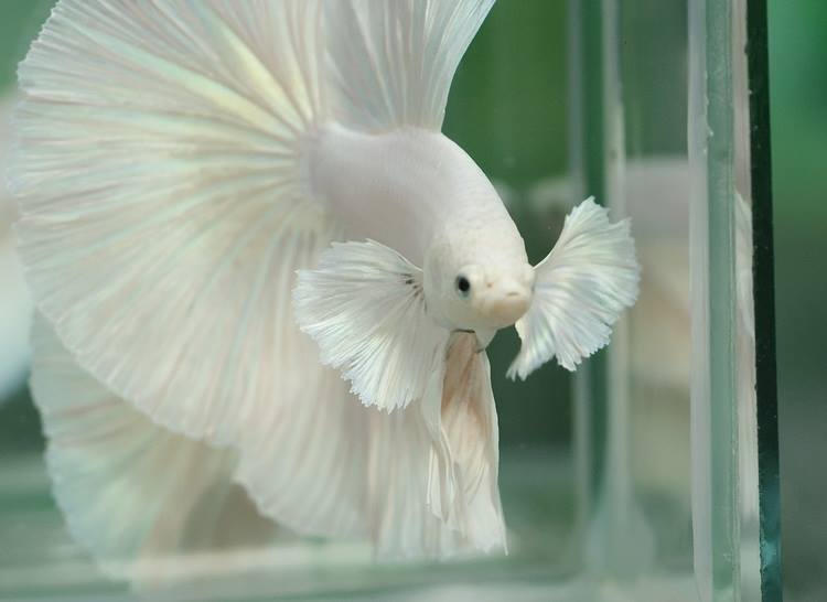 elephant ear siamese fighting fish