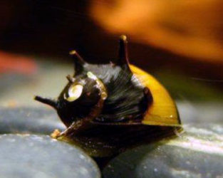 horned nerite snail