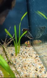 African Leaf Fish with Pleco