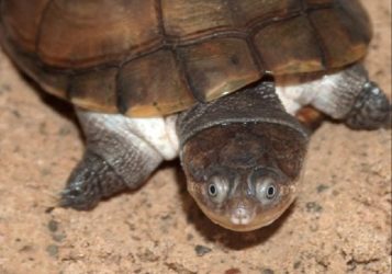 African Sideneck Turtle