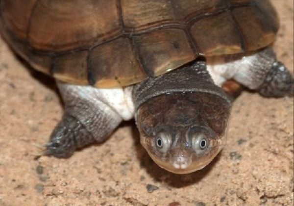 Tortue à col de cygne africaine