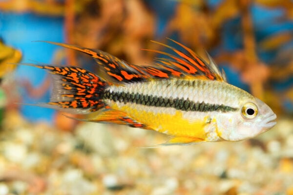 Apistogramma cacatuoides