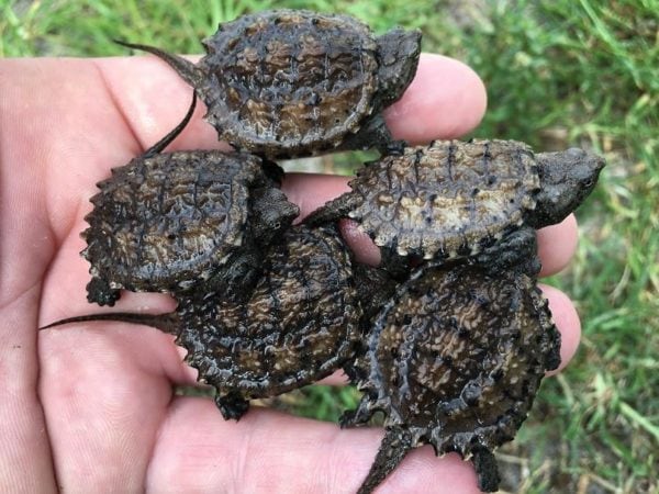 Baby Snapping Turtle: Complete Guide to Care, Breeding, Tank Size and ...