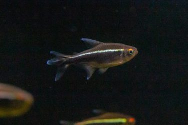 Black Neon Tetra