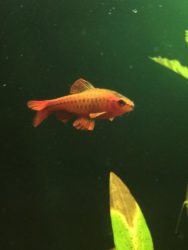 Cherry Barb Care and Tank Requirements