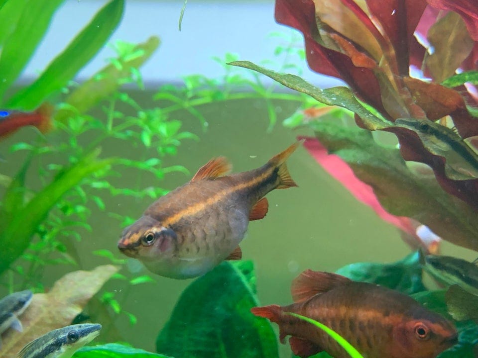 Cherry Barb Care Guide, Breeding, Tank Size and Disease