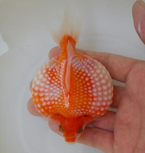 Fancy Goldfish: Care Guide, Breeding, Tank Size, & Disease
