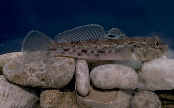 Marble goby outlet care