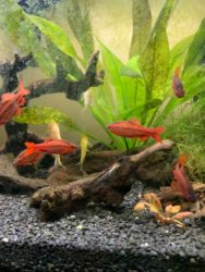 Group of Cherry Barb