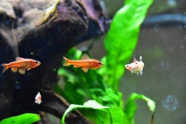 Group of cherry barb