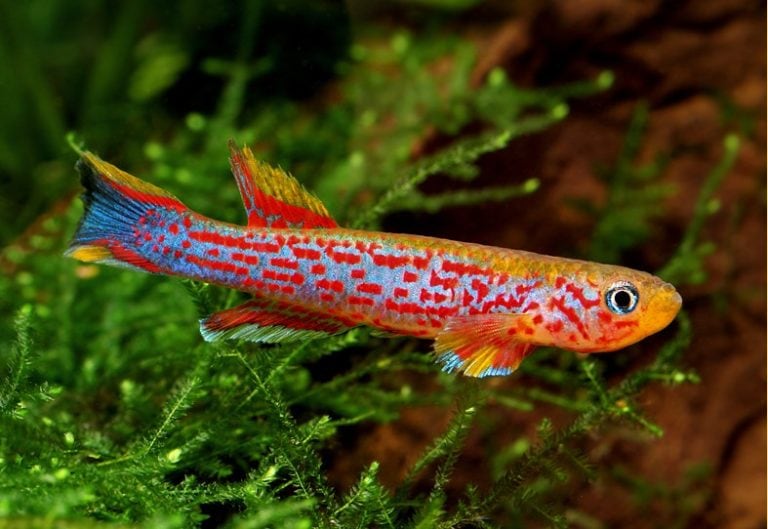 Killifish 101: Care Guide, Breeding, Tank Size, and Disease