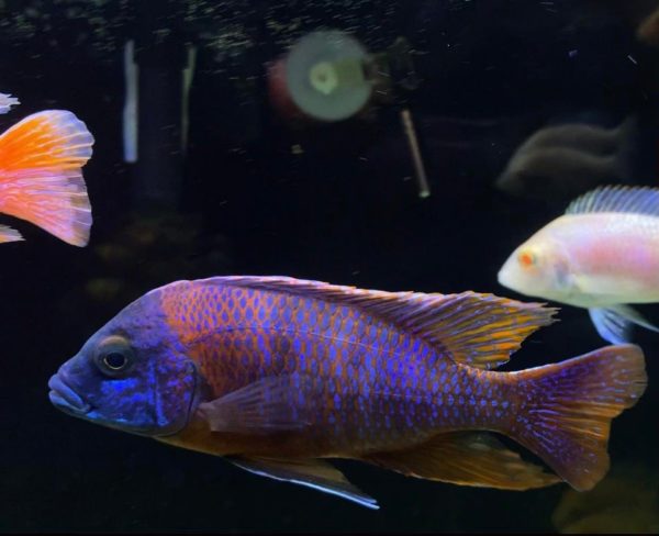 Peacock Cichlid with Tankmates
