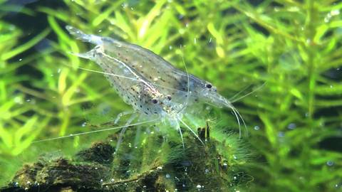 Amano Shrimp Detailed Guide: Care, Diet And Breeding Shrimp