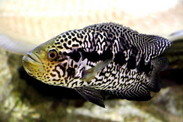 green guapote cichlid