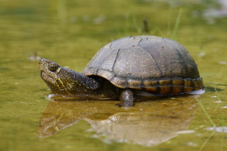 Mud Turtle Care 101: Complete Guide to Tank Size, Breeding, and Disease ...