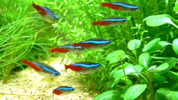 neon tetra