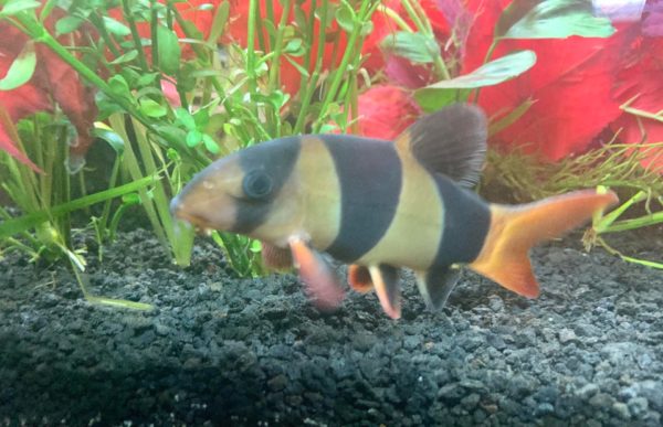 Clown Loach Tank Landscape