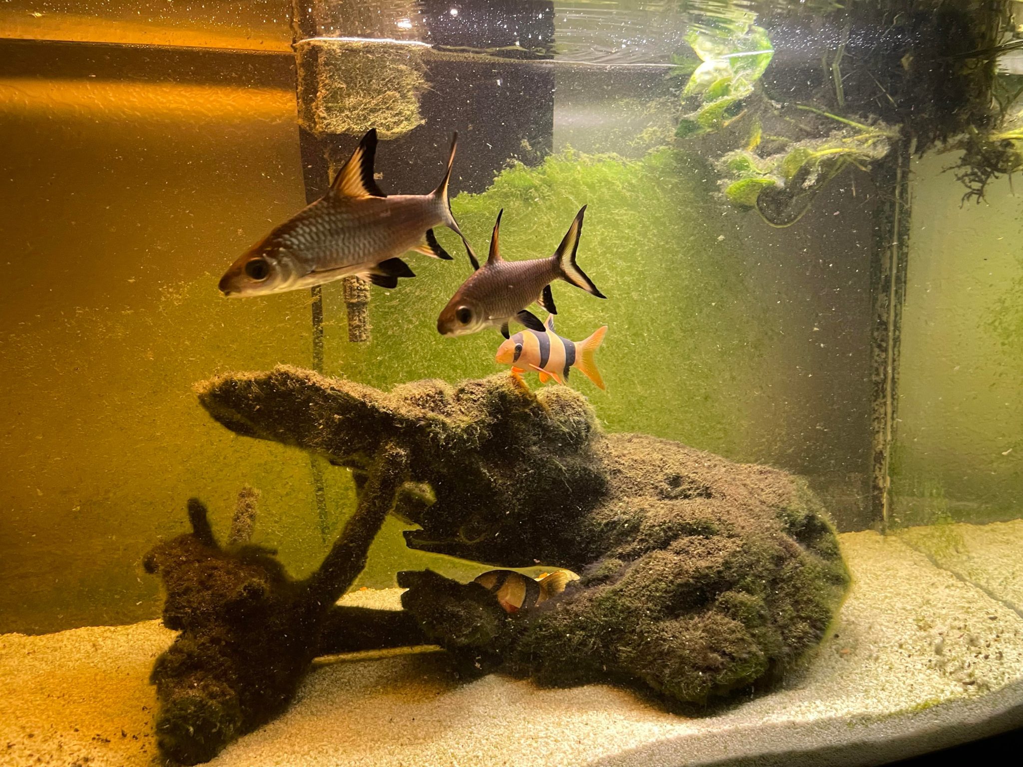 Clown Loach: Care Guide, Breeding, Tank Size, and Disease