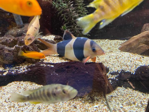 Facts about Clown Loach