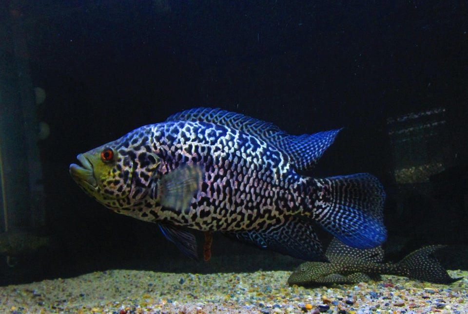 Jaguar Cichlid: Care Guide, Breeding, Tank Size and Disease