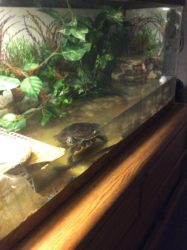 Yellow-Bellied Slider Tank Care and Setup