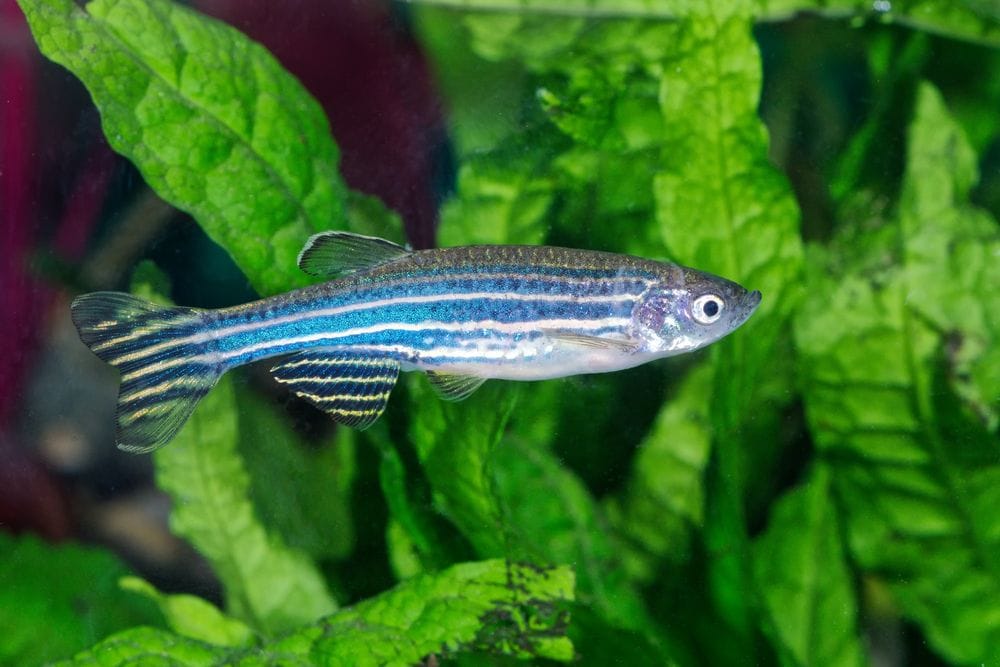 zebra-danio-care-guide-breeding-tank-size-and-disease