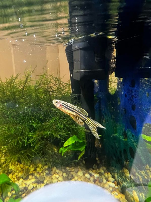 Zebra Danio Care Guide, Breeding, Tank Size, and Disease