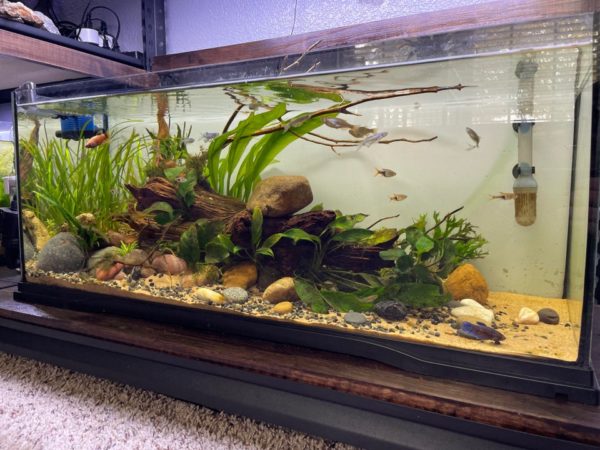 Zebra Danio Fish Tank Design