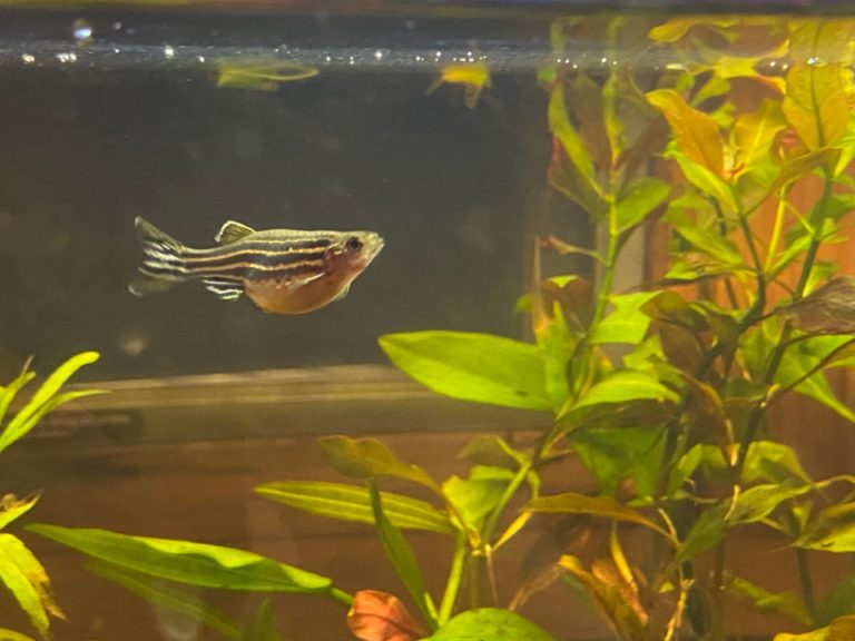 Zebra Danio Care Guide: Aquarium Setup, Tank Mates, Breeding & Feeding