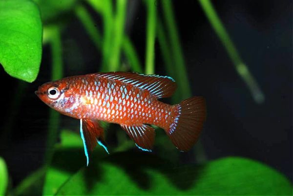 Scarlet Badis