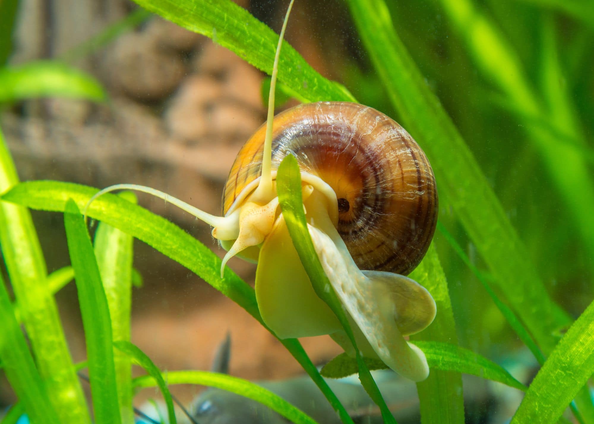 mystery-snail-full-care-guide-breeding-tank-size-diseases