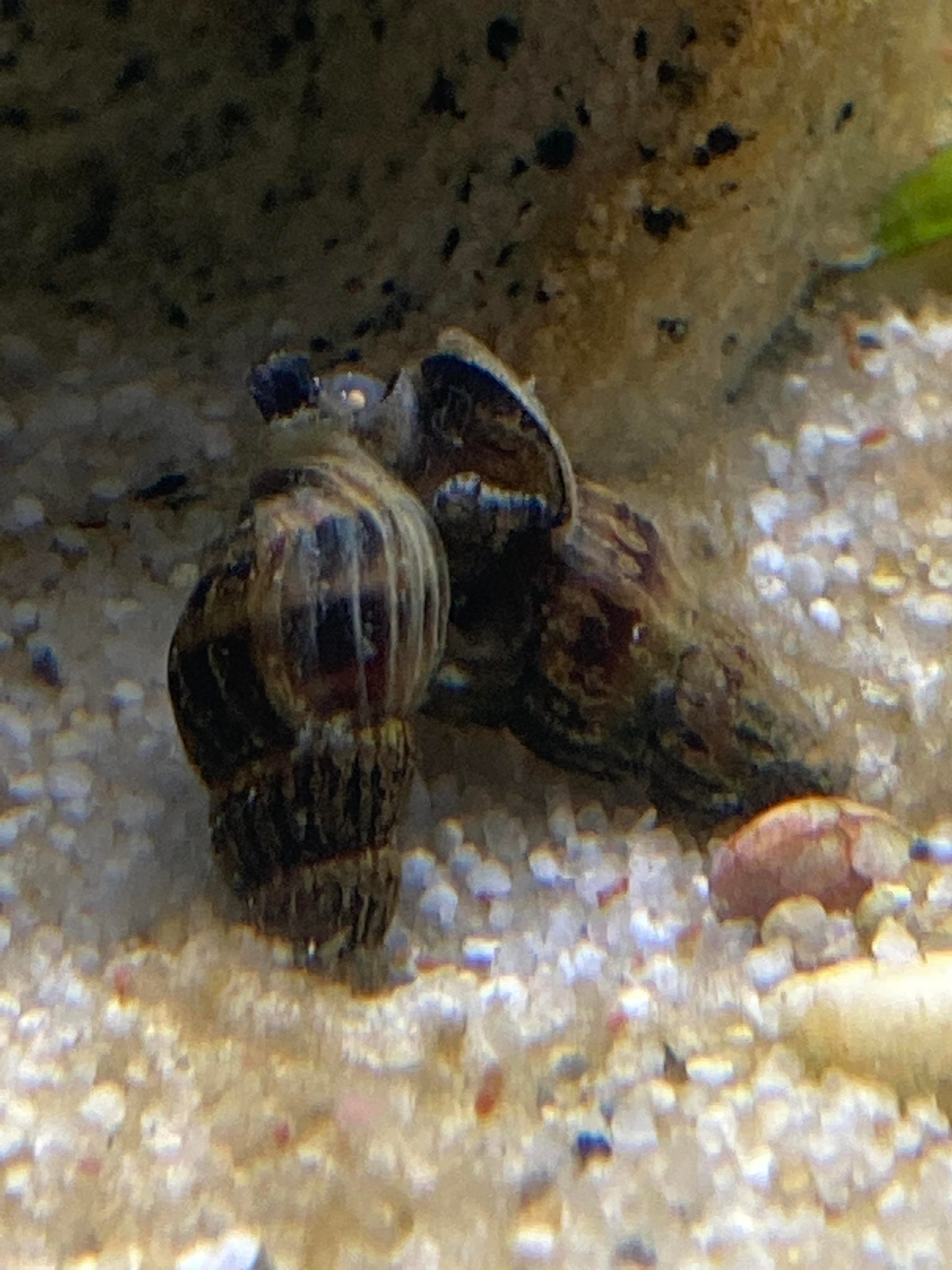 Assassin Snail Complete Care Guide Diet, Breeding, Behavior, and More