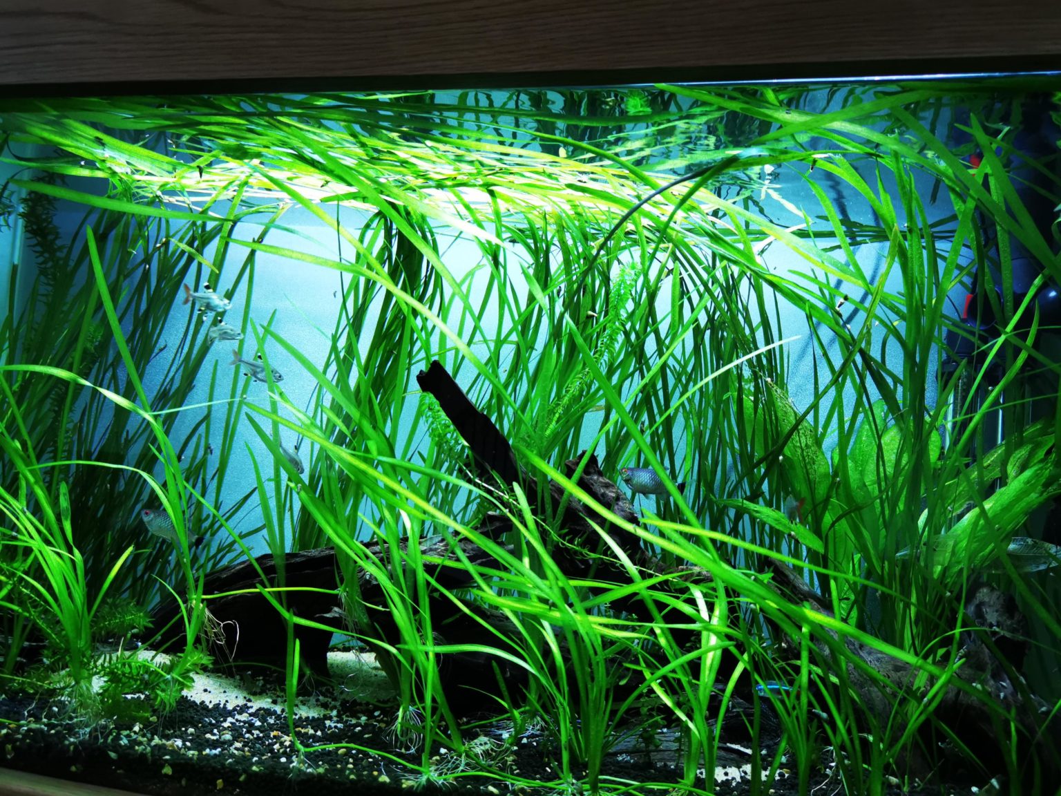Live Betta Fish Plants: The Ultimate Guide - The Aquarium Guide