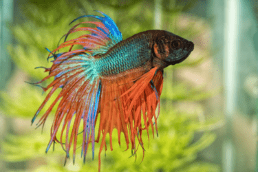 Betta fish in the aquarium