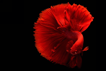 Red Betta Fish on a black background