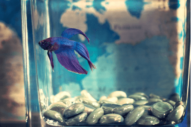 Bluish purple betta fish