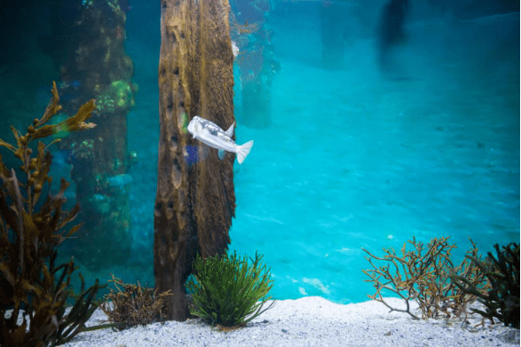 Fish swimming in a tank with some water plants 