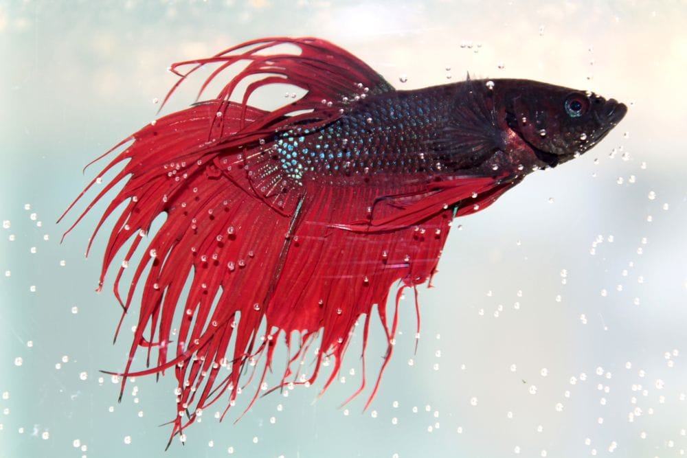 How to Setup a Betta Fish Tank - Plants, Lighting, Tank & Toys