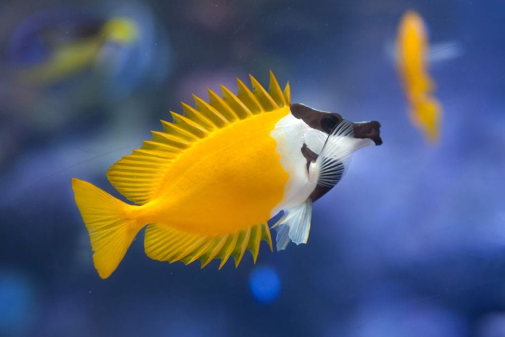 Foxface Fish Complete Guide to Care, Breedings, Tank Size, and Disease