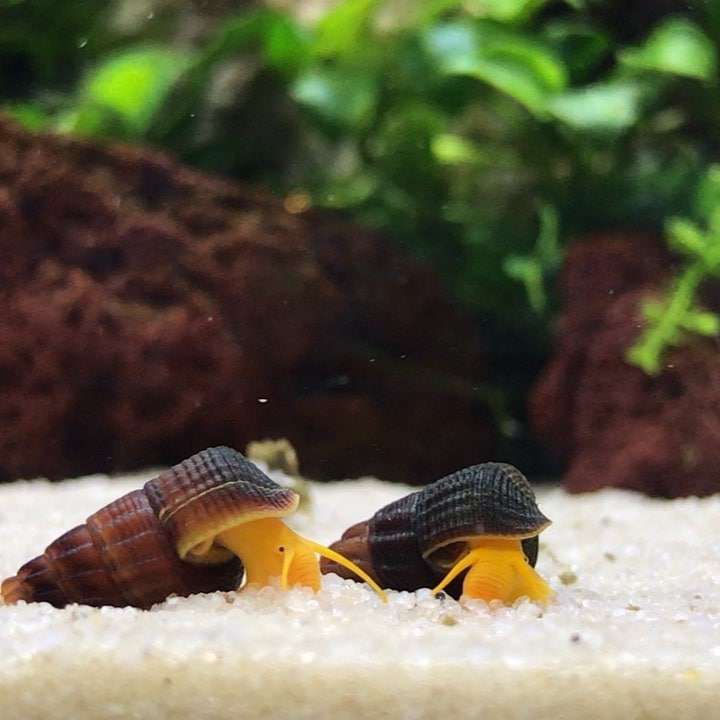 Rabbit Snails Complete Care Guide Size, Feeding, Breeding