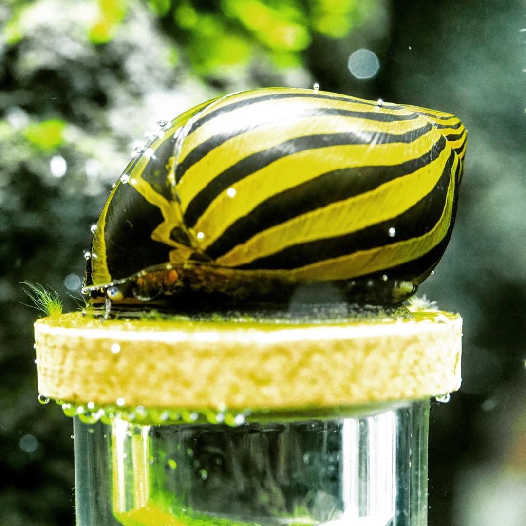 Zebra Nerite Snail - A Complete Care Guide - The Aquarium Guide